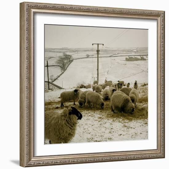 Sheep Feeding On Straw in Snowy Landscape. Ponden Moor, 1987-Fay Godwin-Framed Giclee Print