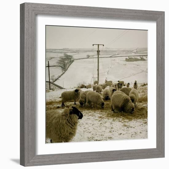 Sheep Feeding On Straw in Snowy Landscape. Ponden Moor, 1987-Fay Godwin-Framed Giclee Print