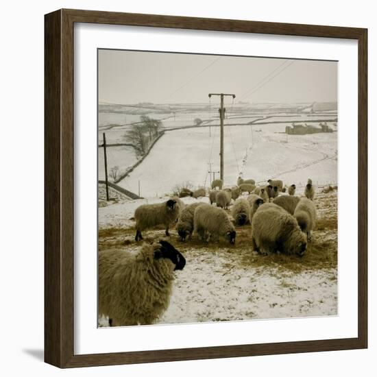 Sheep Feeding On Straw in Snowy Landscape. Ponden Moor, 1987-Fay Godwin-Framed Giclee Print