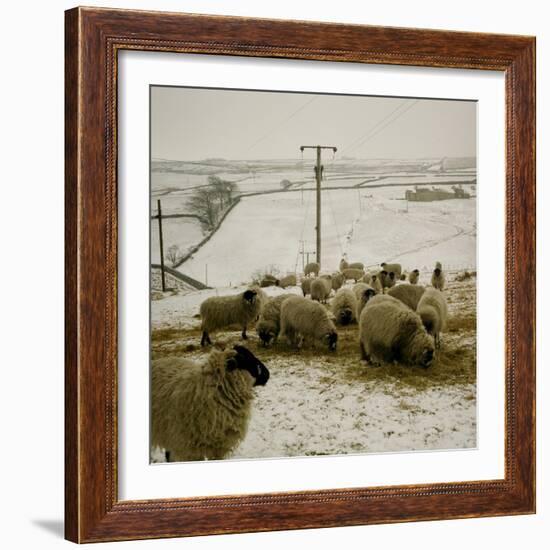 Sheep Feeding On Straw in Snowy Landscape. Ponden Moor, 1987-Fay Godwin-Framed Giclee Print