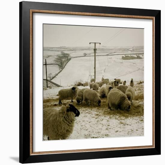 Sheep Feeding On Straw in Snowy Landscape. Ponden Moor, 1987-Fay Godwin-Framed Giclee Print