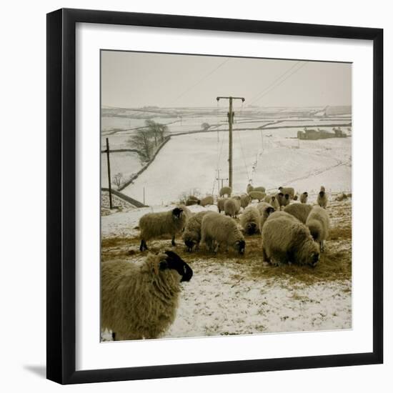 Sheep Feeding On Straw in Snowy Landscape. Ponden Moor, 1987-Fay Godwin-Framed Giclee Print