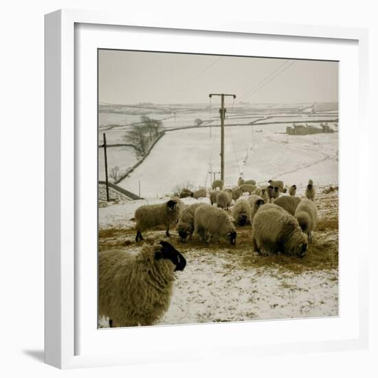 Sheep Feeding On Straw in Snowy Landscape. Ponden Moor, 1987-Fay Godwin-Framed Giclee Print