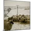 Sheep Feeding On Straw in Snowy Landscape. Ponden Moor, 1987-Fay Godwin-Mounted Giclee Print