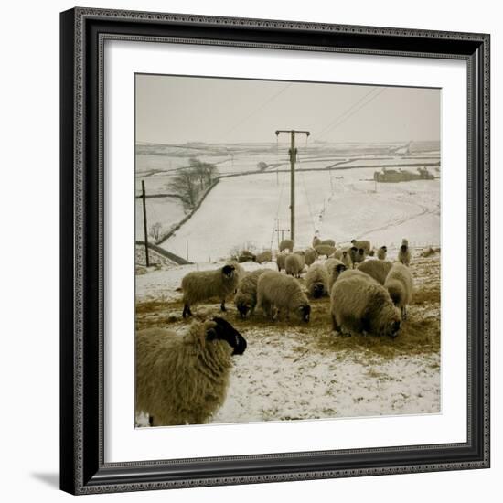 Sheep Feeding On Straw in Snowy Landscape. Ponden Moor, 1987-Fay Godwin-Framed Giclee Print