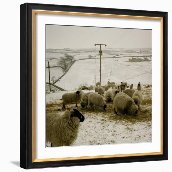 Sheep Feeding On Straw in Snowy Landscape. Ponden Moor, 1987-Fay Godwin-Framed Giclee Print
