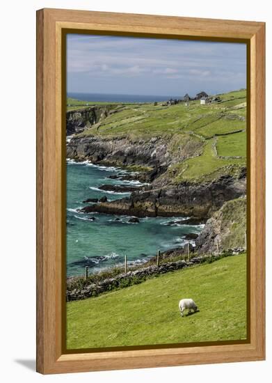 Sheep Fences and Rock Walls Along the Dingle Peninsula-Michael Nolan-Framed Premier Image Canvas