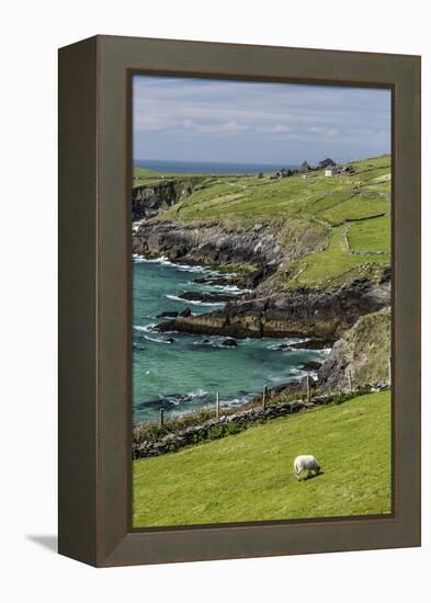 Sheep Fences and Rock Walls Along the Dingle Peninsula-Michael Nolan-Framed Premier Image Canvas