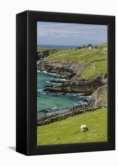 Sheep Fences and Rock Walls Along the Dingle Peninsula-Michael Nolan-Framed Premier Image Canvas