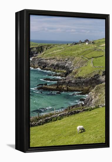 Sheep Fences and Rock Walls Along the Dingle Peninsula-Michael Nolan-Framed Premier Image Canvas