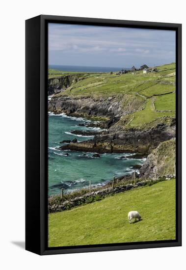 Sheep Fences and Rock Walls Along the Dingle Peninsula-Michael Nolan-Framed Premier Image Canvas