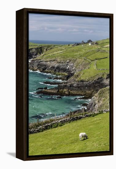 Sheep Fences and Rock Walls Along the Dingle Peninsula-Michael Nolan-Framed Premier Image Canvas