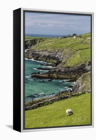 Sheep Fences and Rock Walls Along the Dingle Peninsula-Michael Nolan-Framed Premier Image Canvas