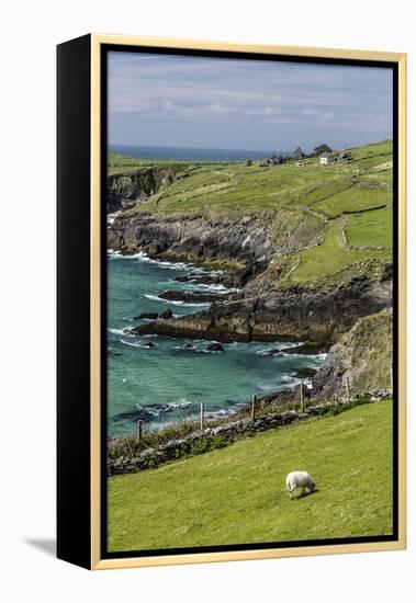 Sheep Fences and Rock Walls Along the Dingle Peninsula-Michael Nolan-Framed Premier Image Canvas