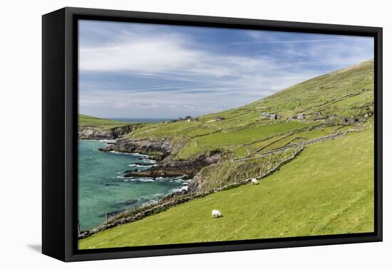 Sheep Fences and Rock Walls Along the Dingle Peninsula-Michael Nolan-Framed Premier Image Canvas