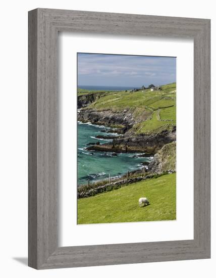 Sheep Fences and Rock Walls Along the Dingle Peninsula-Michael Nolan-Framed Photographic Print