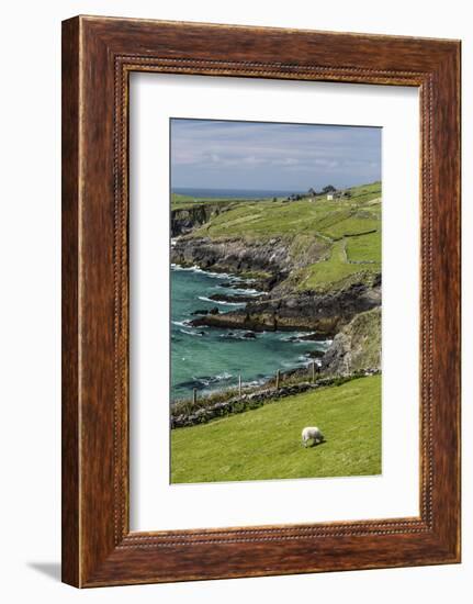 Sheep Fences and Rock Walls Along the Dingle Peninsula-Michael Nolan-Framed Photographic Print