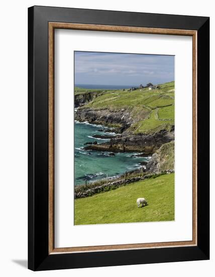 Sheep Fences and Rock Walls Along the Dingle Peninsula-Michael Nolan-Framed Photographic Print