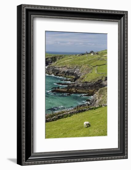 Sheep Fences and Rock Walls Along the Dingle Peninsula-Michael Nolan-Framed Photographic Print