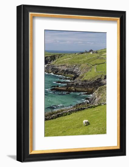 Sheep Fences and Rock Walls Along the Dingle Peninsula-Michael Nolan-Framed Photographic Print