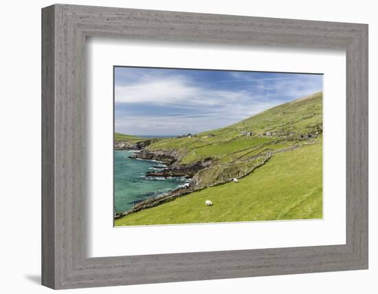 Sheep Fences and Rock Walls Along the Dingle Peninsula-Michael Nolan-Framed Photographic Print