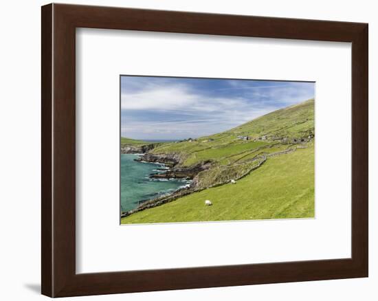 Sheep Fences and Rock Walls Along the Dingle Peninsula-Michael Nolan-Framed Photographic Print