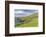 Sheep Fences and Rock Walls Along the Dingle Peninsula-Michael Nolan-Framed Photographic Print