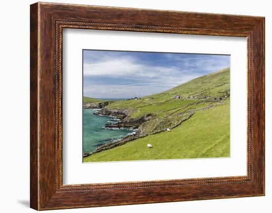 Sheep Fences and Rock Walls Along the Dingle Peninsula-Michael Nolan-Framed Photographic Print