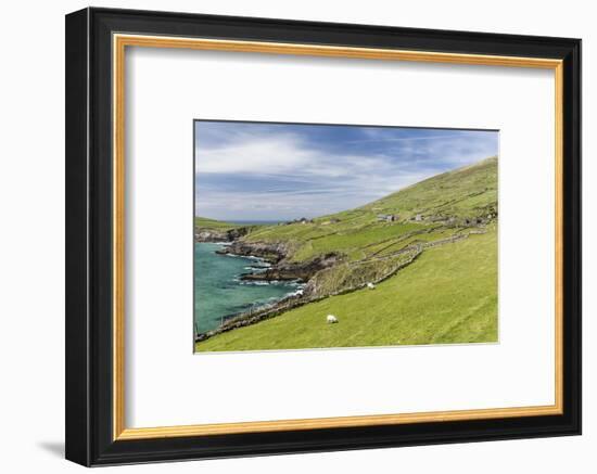 Sheep Fences and Rock Walls Along the Dingle Peninsula-Michael Nolan-Framed Photographic Print