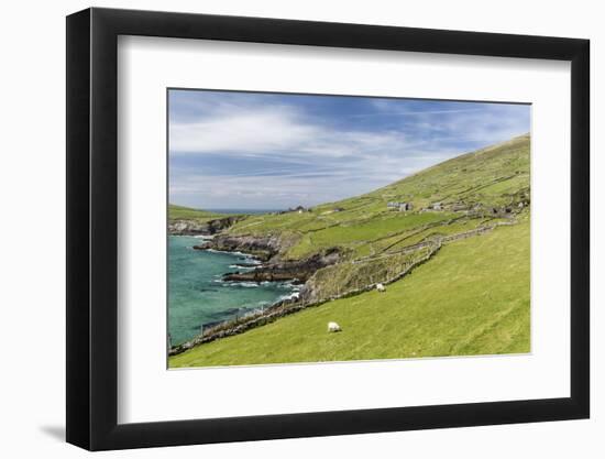 Sheep Fences and Rock Walls Along the Dingle Peninsula-Michael Nolan-Framed Photographic Print