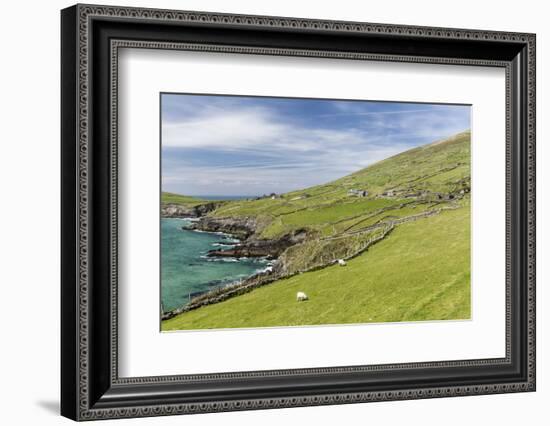 Sheep Fences and Rock Walls Along the Dingle Peninsula-Michael Nolan-Framed Photographic Print