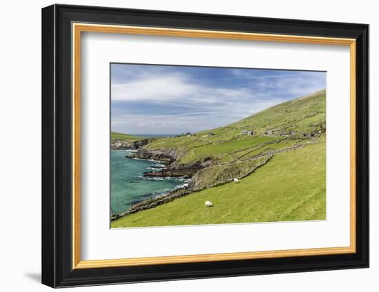 Sheep Fences and Rock Walls Along the Dingle Peninsula-Michael Nolan-Framed Photographic Print