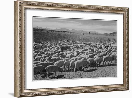 Sheep "Flock In Owens Valley 1941." 1941-Ansel Adams-Framed Art Print