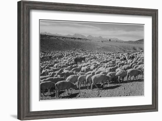 Sheep "Flock In Owens Valley 1941." 1941-Ansel Adams-Framed Art Print