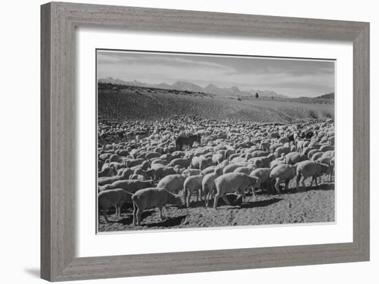 Sheep "Flock In Owens Valley 1941." 1941-Ansel Adams-Framed Art Print