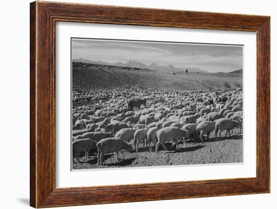 Sheep "Flock In Owens Valley 1941." 1941-Ansel Adams-Framed Art Print