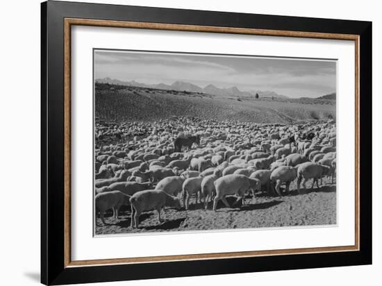 Sheep "Flock In Owens Valley 1941." 1941-Ansel Adams-Framed Art Print