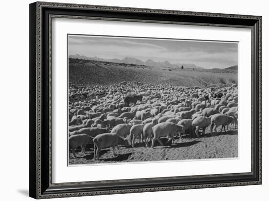 Sheep "Flock In Owens Valley 1941." 1941-Ansel Adams-Framed Art Print