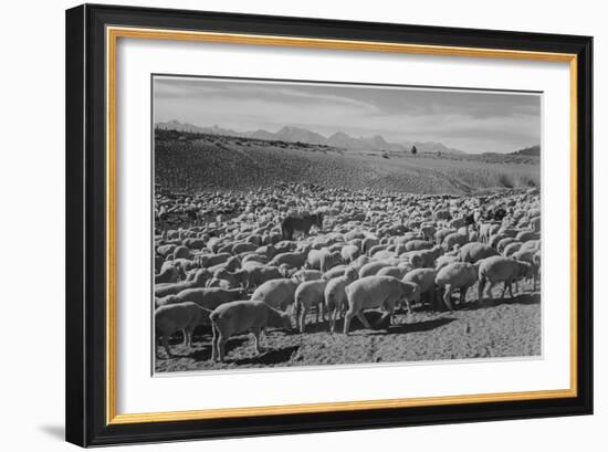 Sheep "Flock In Owens Valley 1941." 1941-Ansel Adams-Framed Art Print