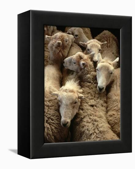 Sheep for Sale at the Welshpool Sheep Auction-Farrell Grehan-Framed Premier Image Canvas