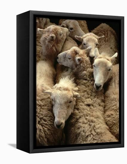 Sheep for Sale at the Welshpool Sheep Auction-Farrell Grehan-Framed Premier Image Canvas