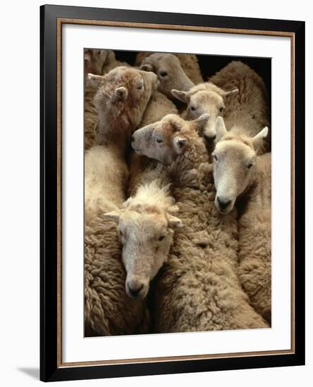 Sheep for Sale at the Welshpool Sheep Auction-Farrell Grehan-Framed Photographic Print