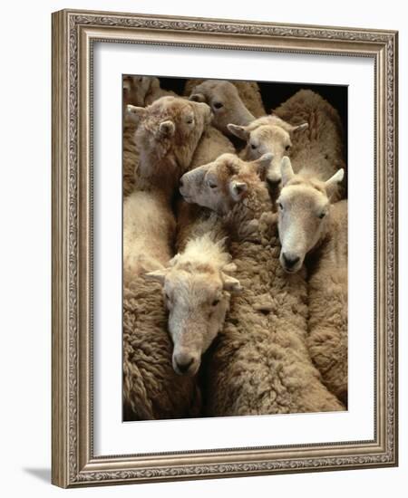 Sheep for Sale at the Welshpool Sheep Auction-Farrell Grehan-Framed Photographic Print