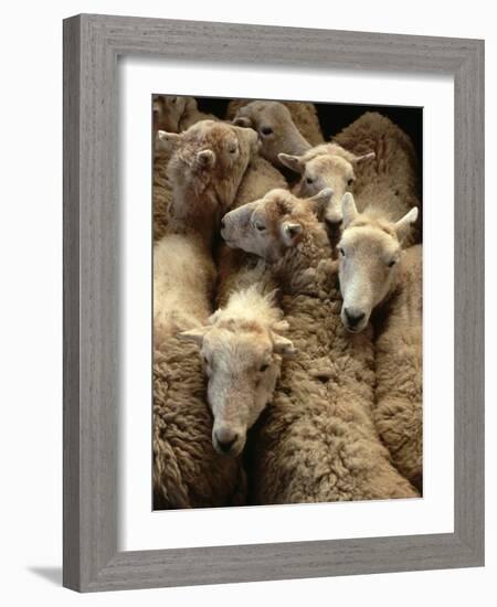 Sheep for Sale at the Welshpool Sheep Auction-Farrell Grehan-Framed Photographic Print