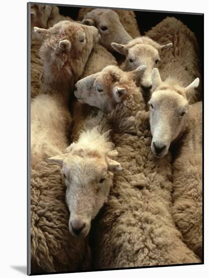 Sheep for Sale at the Welshpool Sheep Auction-Farrell Grehan-Mounted Photographic Print