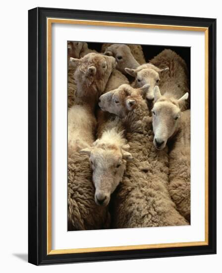 Sheep for Sale at the Welshpool Sheep Auction-Farrell Grehan-Framed Photographic Print