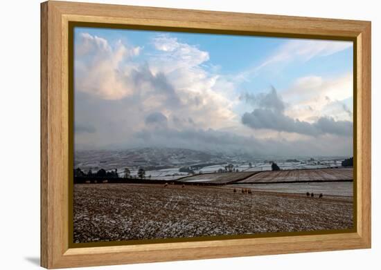 Sheep foraging on frozen fields, Lower Pennines, Eden Valley, Cumbria, Unired Kingdom-James Emmerson-Framed Premier Image Canvas