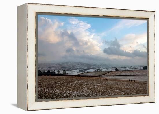 Sheep foraging on frozen fields, Lower Pennines, Eden Valley, Cumbria, Unired Kingdom-James Emmerson-Framed Premier Image Canvas
