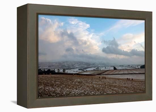 Sheep foraging on frozen fields, Lower Pennines, Eden Valley, Cumbria, Unired Kingdom-James Emmerson-Framed Premier Image Canvas