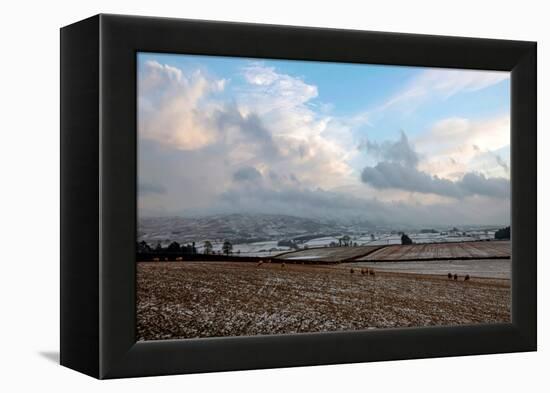 Sheep foraging on frozen fields, Lower Pennines, Eden Valley, Cumbria, Unired Kingdom-James Emmerson-Framed Premier Image Canvas